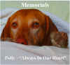 Pet_Mem.jpg (273358 bytes)